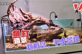 鱼缸造景新概念，半水景观！那么你爱了嘛？详细制作教程！#水族