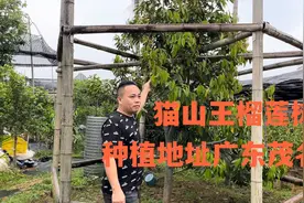 广东茂名也可以种植猫山王榴莲树，以后不知道能不能结果？视频封面