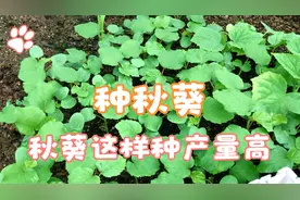 盆栽秋葵这样种产量高，种上几棵全家吃不完。视频封面
