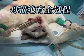 母猫绝育的全过程成视频封面