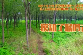 泉城玉符河一片柳树林,每晚出知了猴200多只,5分钟到达