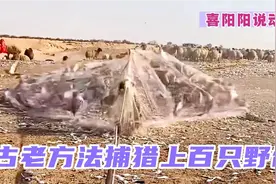农场野鸽子泛滥成灾，农场主用一种古老方法，成功捕获上百只野鸽视频封面