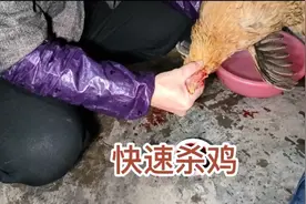 #生活小妙招：三招教你三分钟轻松杀完一只鸡。