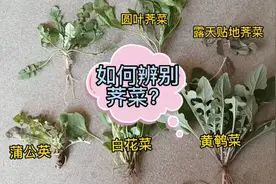 野外教你如何轻松辨别真假荠菜？挖野菜挖出来的纯纯经验呀视频封面