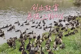 创业日记:湖南怀化农村养殖土鸭，鸭子进水库放养，养鸭很容易视频封面