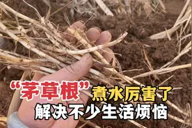 不起眼的白茅根煮水真厉害！还有人不知道它的好处，解决不少烦恼视频封面