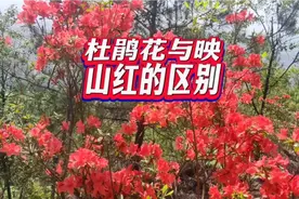 杜鹃花与映山红的区别视频封面