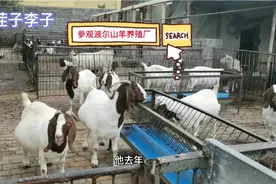 参观一下纸坊大叔的养殖场，非常棒的波尔山羊！视频封面