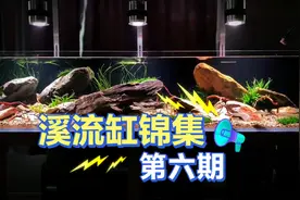 溪流缸造景锦集【第六期】视频封面