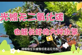无需强光，无需二氧化碳，就能生长很好的六种水草。视频封面