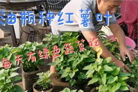 家庭种菜很方便，十几个油瓶种红薯叶，绿色蔬菜不用愁！视频封面