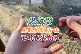 犬疫苗的真假鉴别方法，绝对真实有效