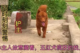 五红犬护主，时时刻刻警惕周围环境与人，小主人藏着疯狂的找。视频封面