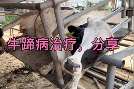 牛蹄病怎样正确的治疗，老宋分享一下，堪比教程视频封面