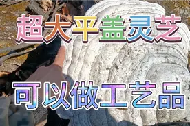 平盖灵芝也叫老牛干，可以做个摆件，13年才长这么大。视频封面