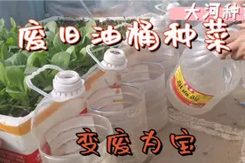 蔬菜不用花钱买，收集6个塑料桶挂起来种，天天有菜吃！视频封面