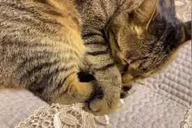 小猫咪舔爪的姿势可以有多奇葩？视频封面