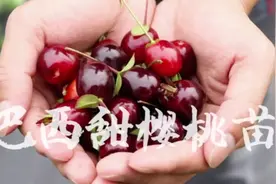广西巴西樱桃树苗，简单易种植，果实汁多口感好