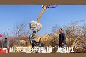 山东最好的石榴品种“蒙阳红”，个头大、颜色鲜红，庭院绿化首选视频封面