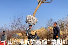 山东最好的石榴品种“蒙阳红”，个头大、颜色鲜红，庭院绿化首选视频封面