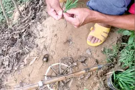 分享和大爷去河里钓草鱼，看大爷如何钩草视频封面