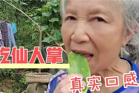 仙人掌竟然可以吃你知道吗？四川妹子挑战生吃，揭秘它的真实口感视频封面