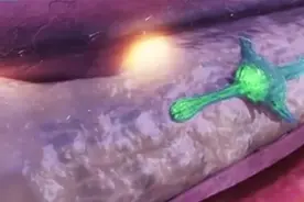 人体细胞，短视频，细胞是如何运动的，精彩片段。视频封面