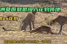 豺狼不小心闯入花豹的领地，面对强大的敌人，豺狼只能祈祷视频封面