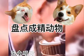 盘点可爱聪明的动物们视频封面