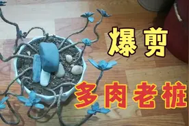 修剪一盆养了多年的多肉老桩，期待完美变身。视频封面