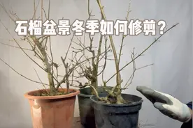 石榴盆景冬季如何修剪？不同品种修剪的方法也不同，赶紧看看视频封面