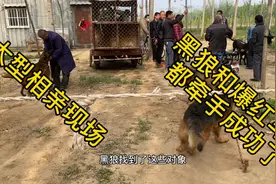 农村狗市“相亲”现场，黑狼马犬看到新媳妇很兴奋，看能不能成功视频封面