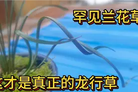 第一次见长这么奇怪的兰花草，这种形态罕见了，这才是真的龙行草视频封面