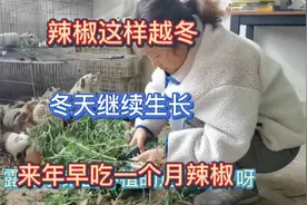 辣椒这样越冬，冬天继续生长，来年春天发芽早，早吃一个月辣椒视频封面