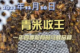 世界上最小的马蜂，很多地方一年四季都有，蜂巢可以长到20多斤！视频封面