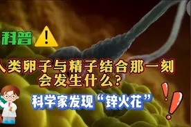 人类卵子与精子结合那一刻会发生什么？科学家发现“锌火花”视频封面