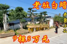 白蜡树被誉为健康长寿之树，泰安大哥特价处理9棵，80000元真不贵视频封面