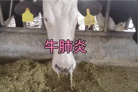 典型的肺炎，看看老宋怎么治疗，简单高效，看看咱们的咳喘ab效果视频封面