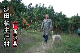 翻山越岭实拍广西容县沙田柚主产村，这里柚子又大又甜，太好吃了视频封面