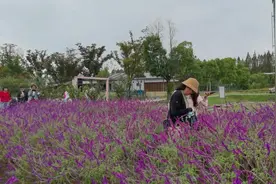 上海嘉北郊野公园的花海视频封面