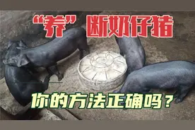 你的方法做对了吗？断奶仔猪管得好，猪场效益才能高视频封面