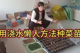 全职奶奶种10种菜籽不用浇水，懒人方法种菜苗 ，盖上就等出芽视频封面
