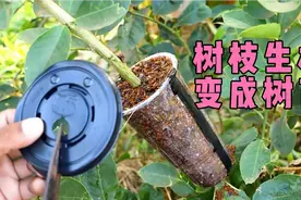 两步让树枝生根变树苗 不用嫁接就得到了新花卉果树视频封面