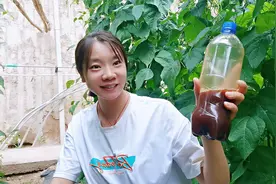 红糖加酵母最简单的发酵方法，一天就好了，灌根或者喷施都好用