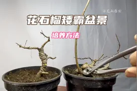 观花矮霸石榴盆景培养方法，如何修剪造型，很实用！快来看看视频封面