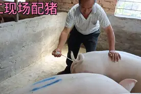 人工给母猪现场配猪《受精》视频封面