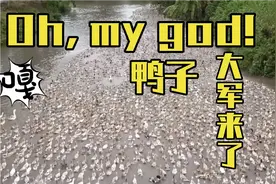 千只鸭子游过河面，背后的故事谁也想不到~视频封面
