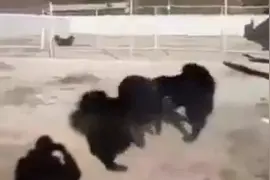 中国藏獒王，藏獒打架，凶狠至极视频封面