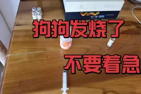狗狗发烧了，用这两种药给它退烧效果最佳。视频封面