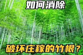 竹子根系发达破坏农田，如何彻底消灭竹根？两个方法解除竹根烦恼视频封面